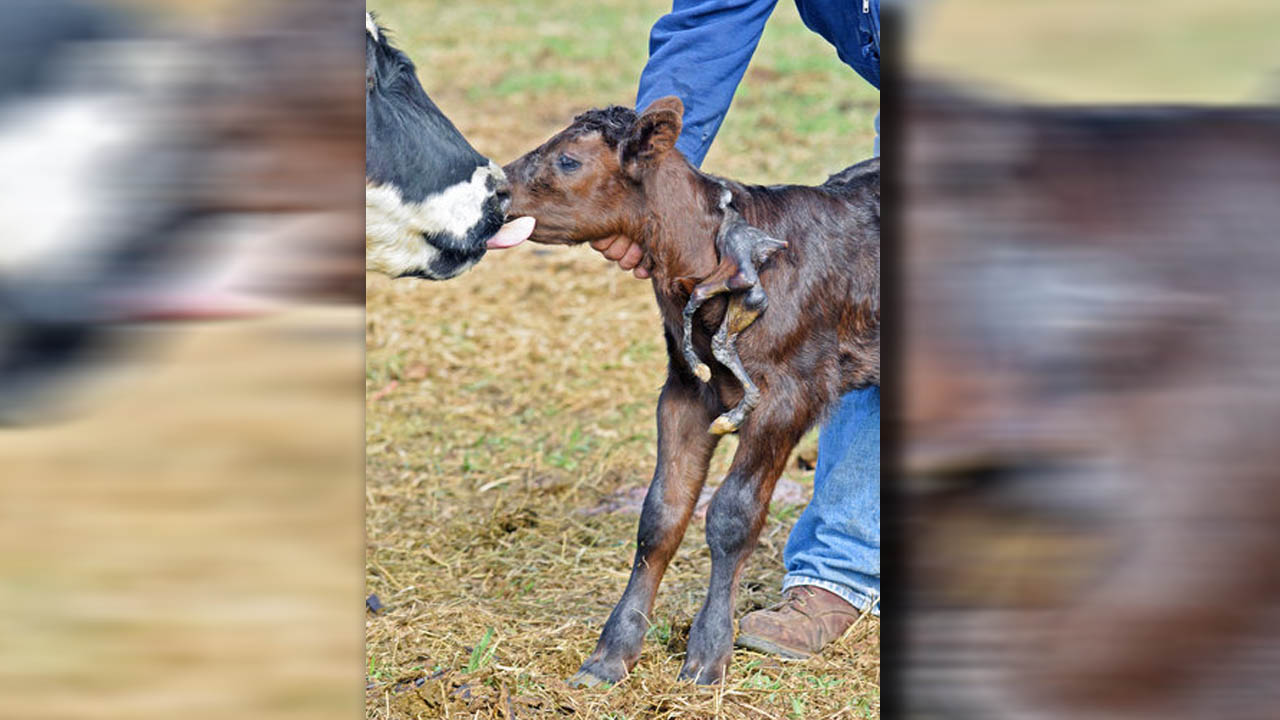 calfweb_302374