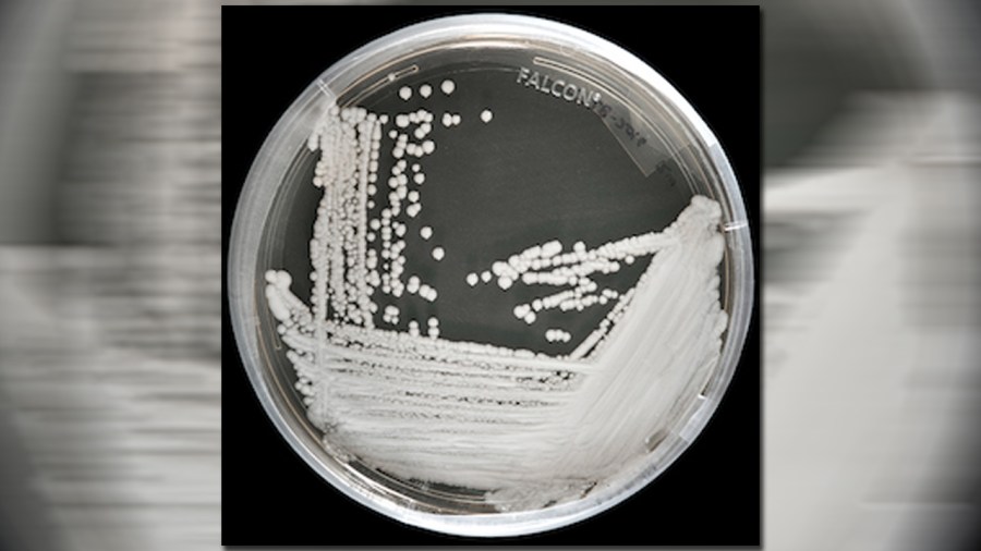 Candida-auris_306678