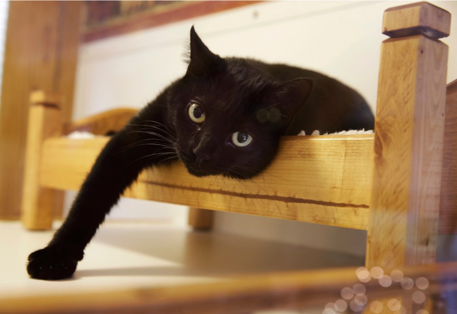 Cats Keep Claws_247000