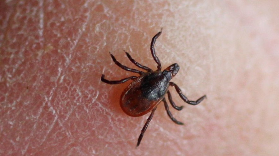 deer tick_299171