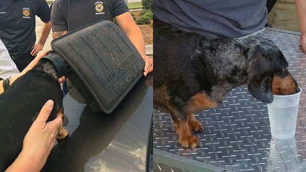 dog-head-stuck-2_303523