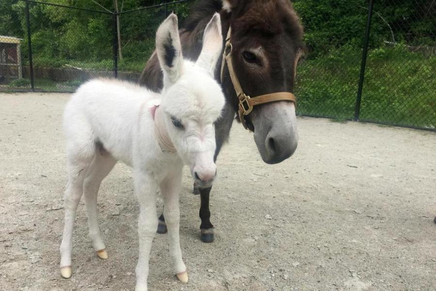 donkey_301362