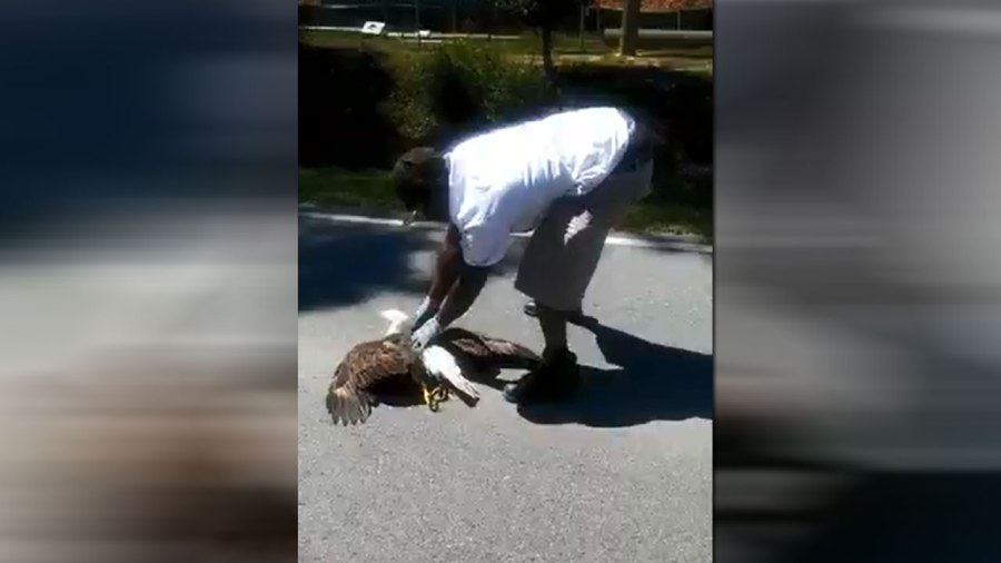 eagle-rescued_299113