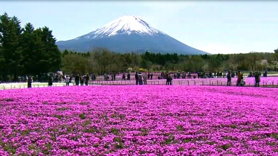 flowerfestival_297003