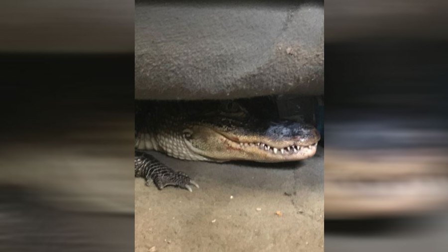gator2_297773