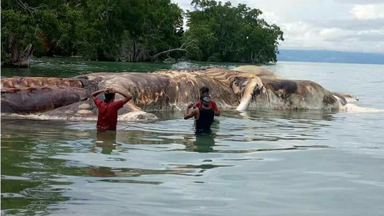 giant whale or sea creature in indonesia_302845