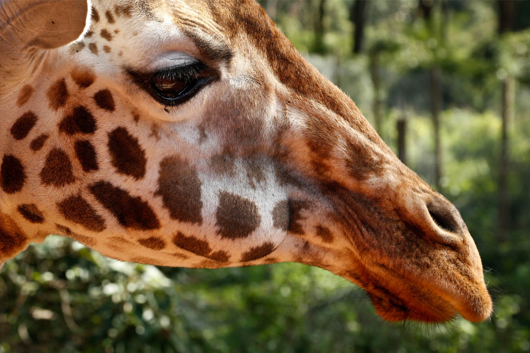 giraffe-for-web_217684