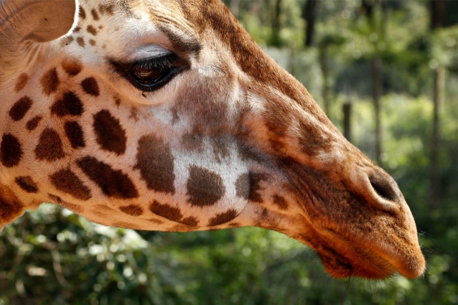 giraffe-for-web_217684