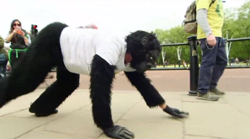 gorilla_295379