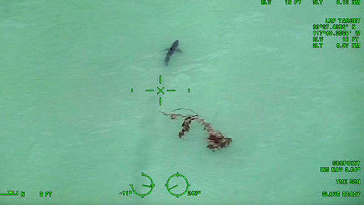 great-white-sharks_301826