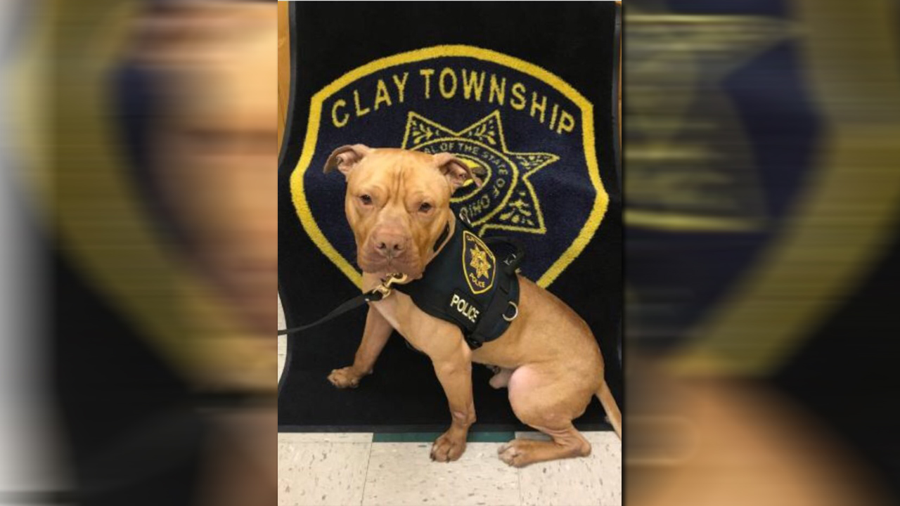 K9-Leonard-Pit-bull_305849