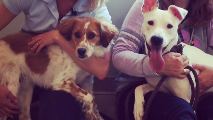max-and-ghost_303078