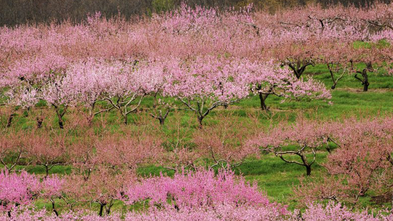 peach tree_303258