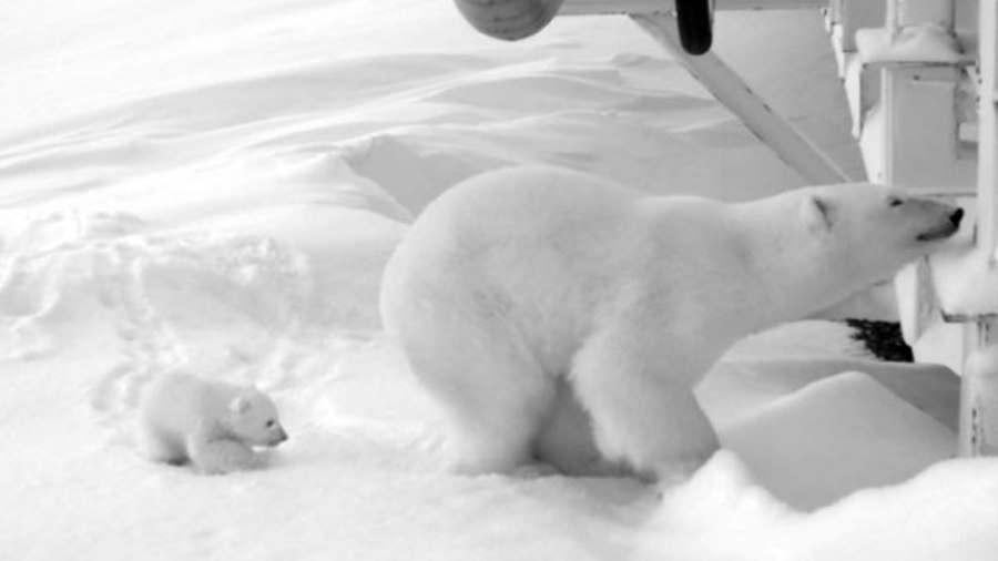 polar-bear-in-alaska_306875