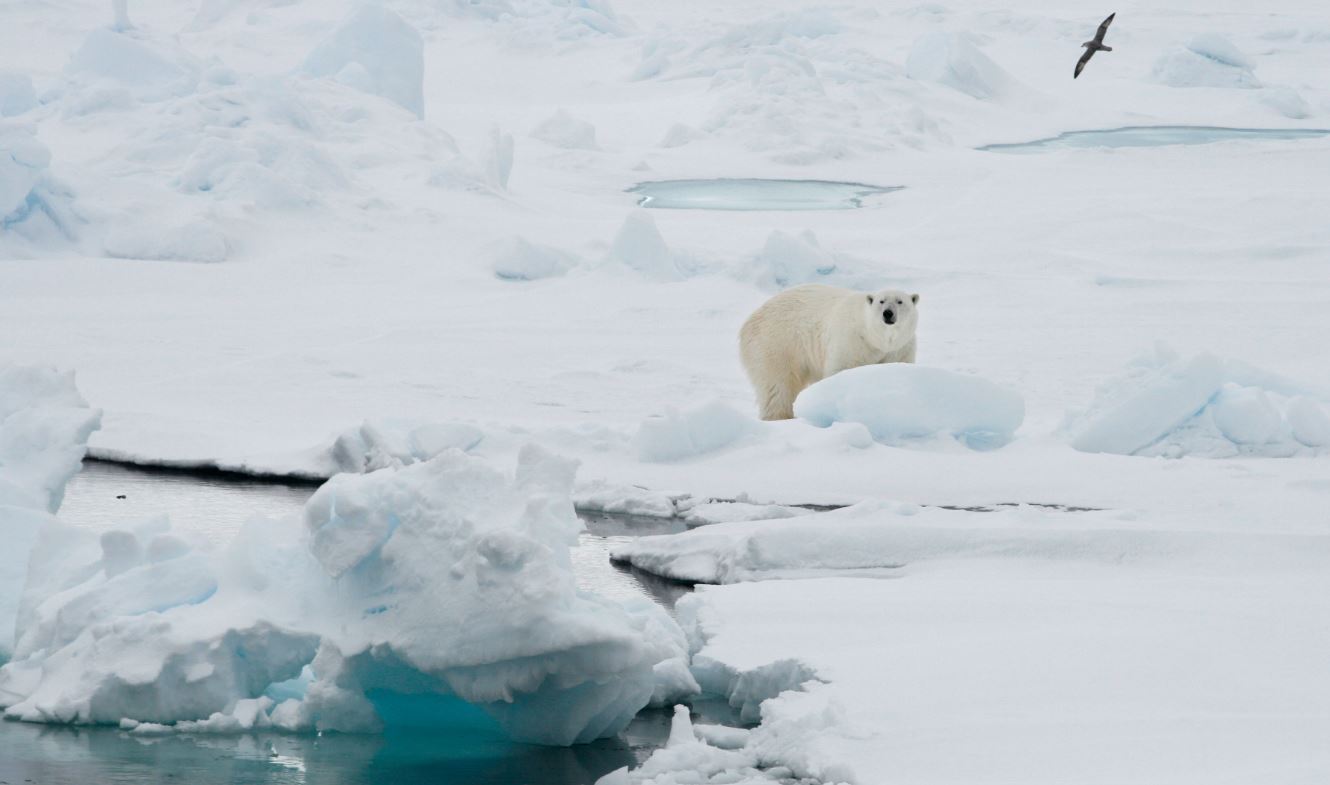 polarbearweb_295468