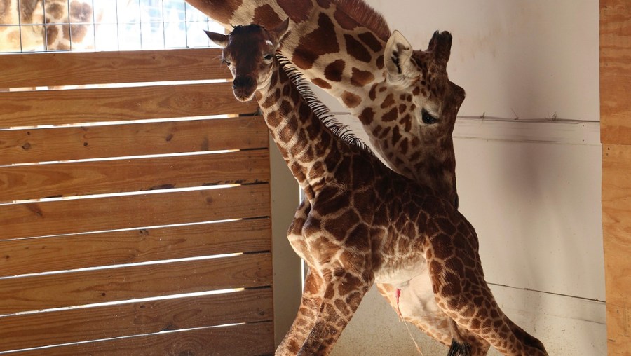 Pregnant Giraffe_288104