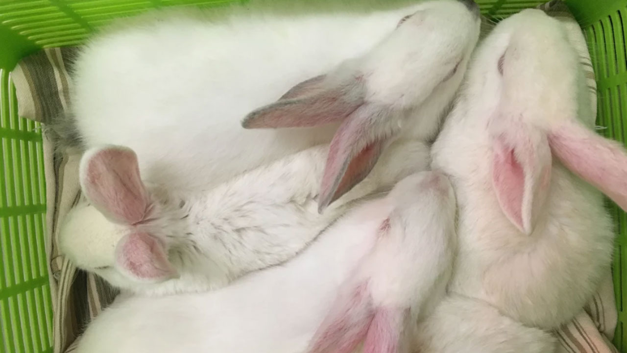 rabbits-rescued_237828