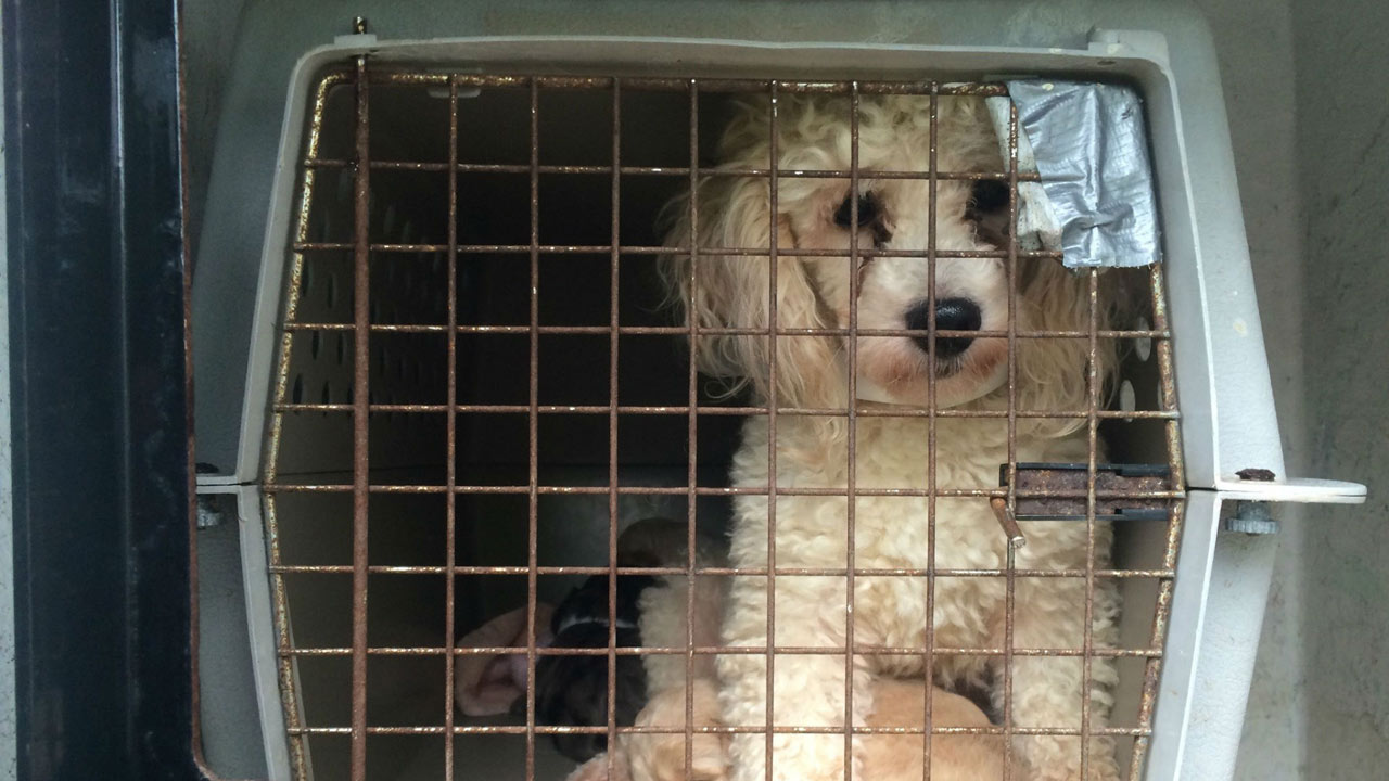 rescued-dog_300384