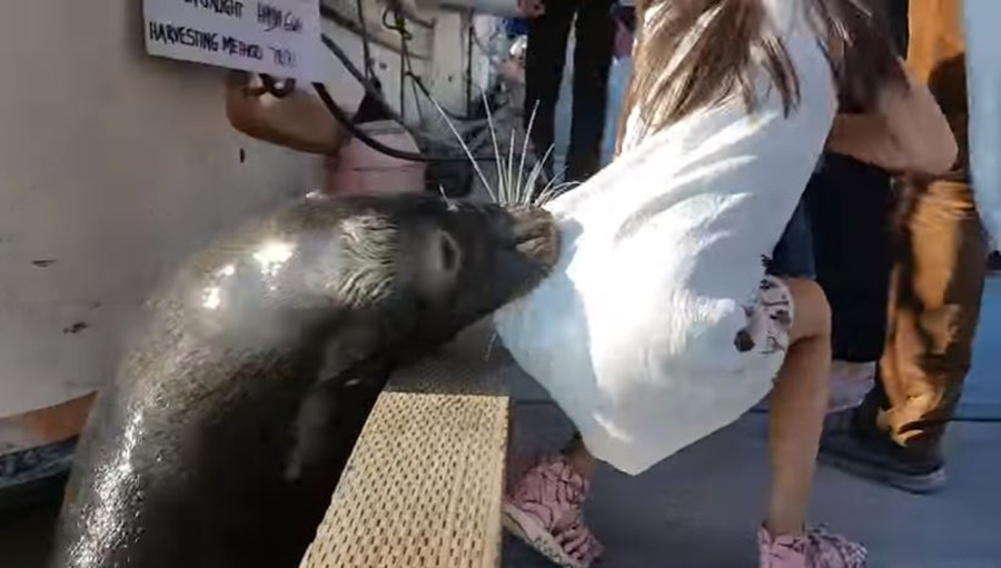 sea-lion-drags-girl_307756