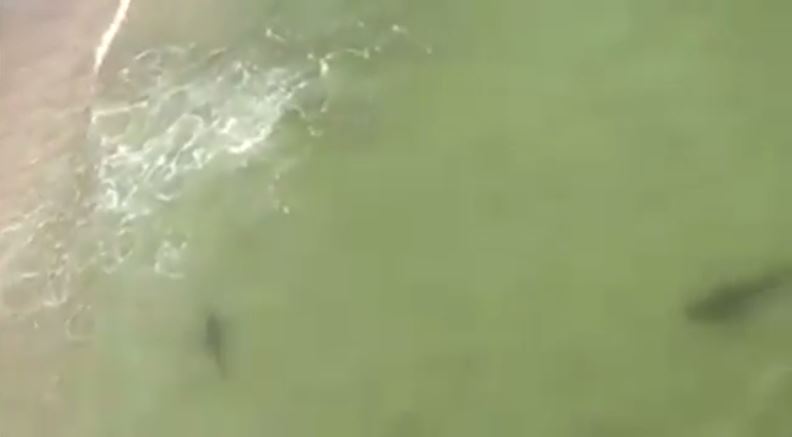 sharks_305115