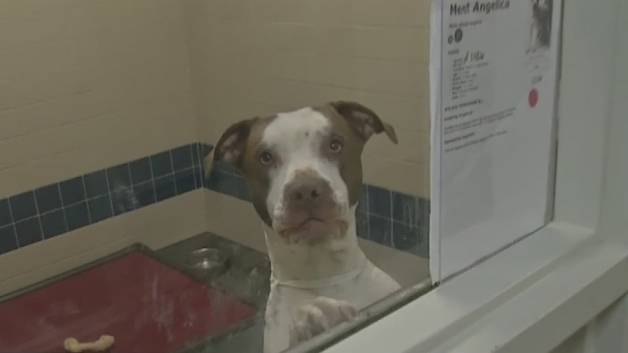shelter dog_300524
