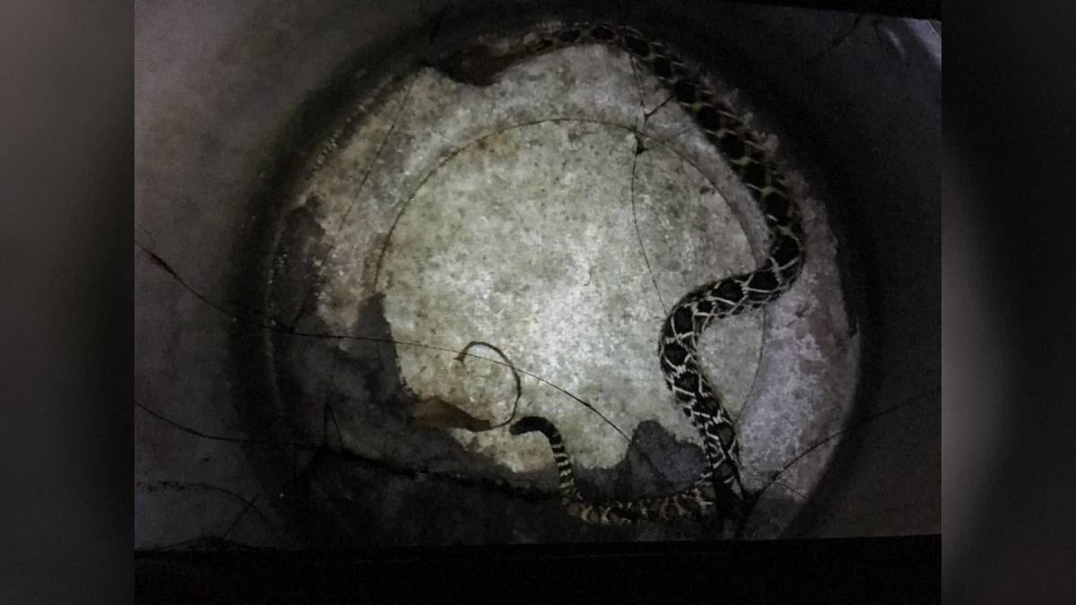 snake_305449