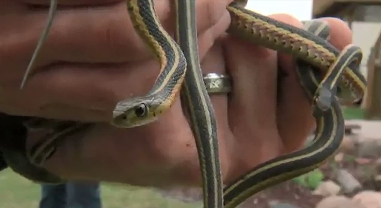snakesweb_296268
