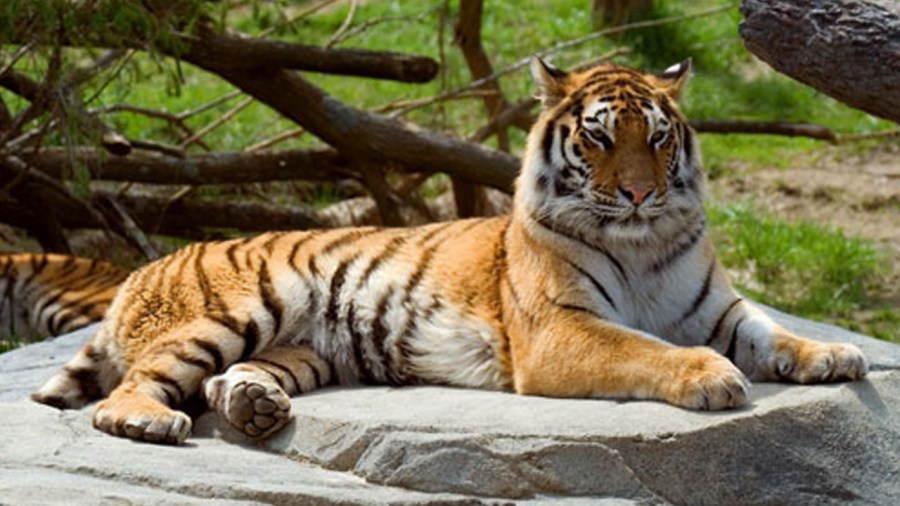 tigercatweb_311847