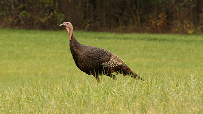 turkey3_309948