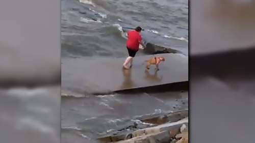 Vermilion dog_302026