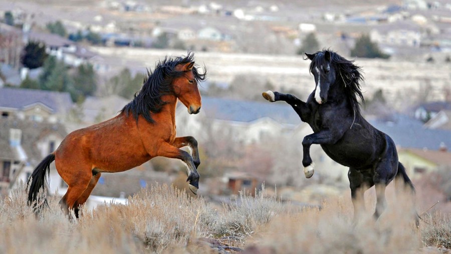 Trump Budget Wild Horses_310567