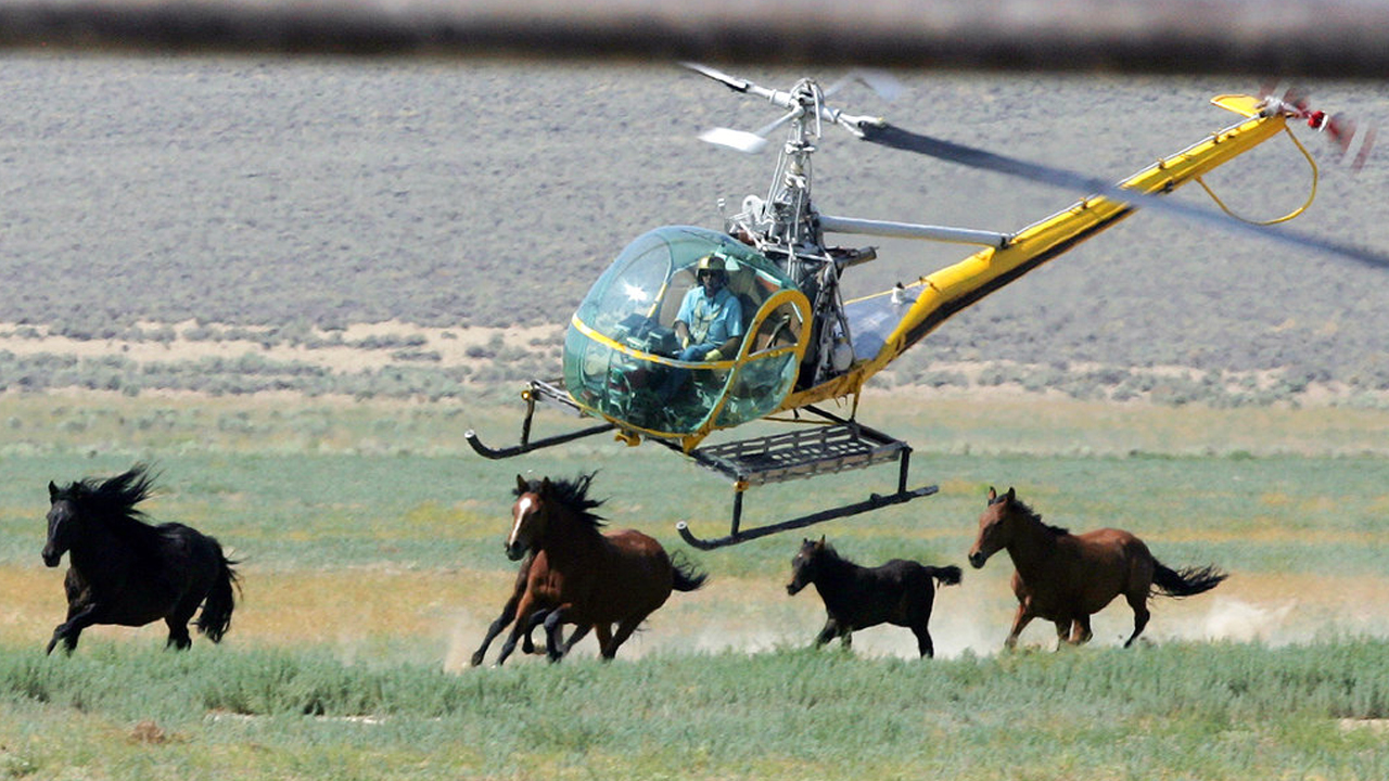 wildhorsesweb_309821