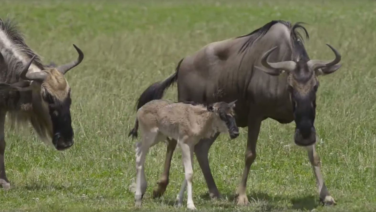 baby wildebeest_314519