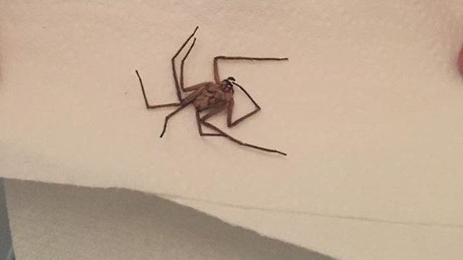 BIG-SCARY-SPIDER_313411