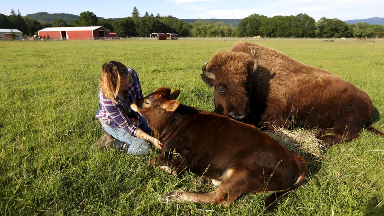 Blind Bison's Companion_317113