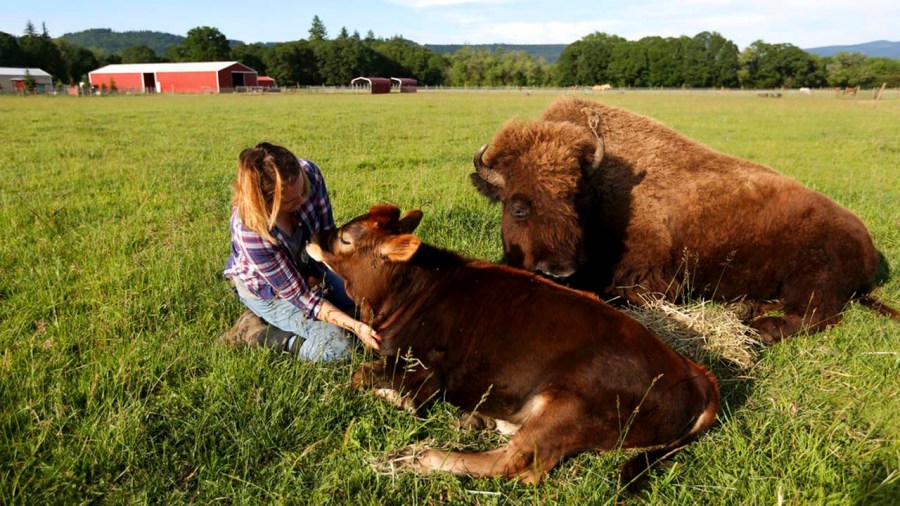 Blind Bison's Companion_317113