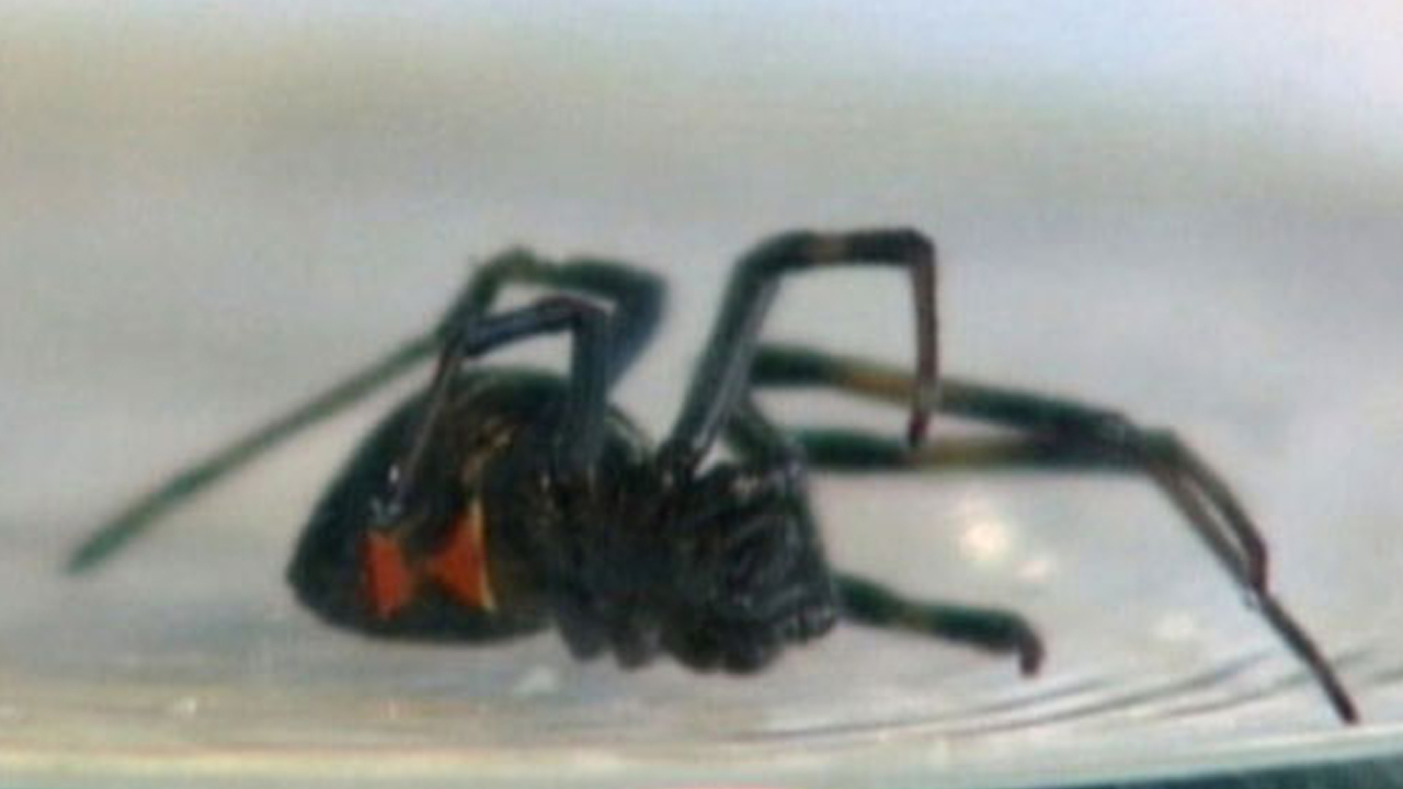 blackwidow_319430