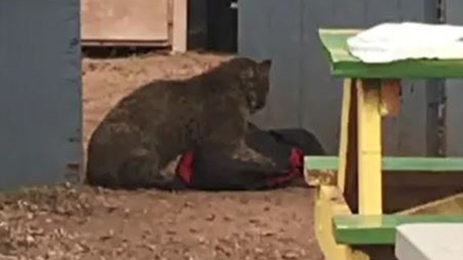 bobcatweb_232739