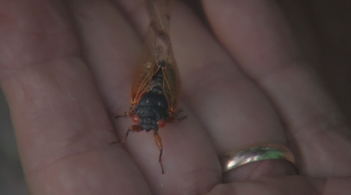 cicada_314776