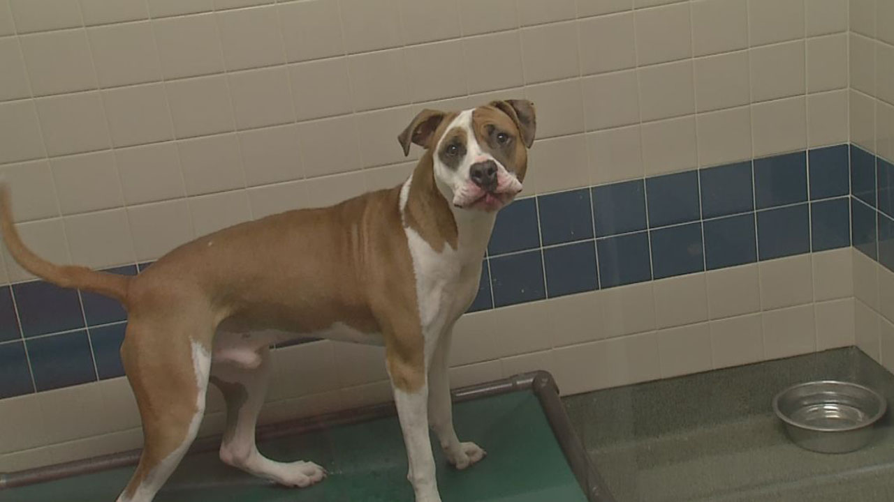 franklin co shelter dog 2_321668