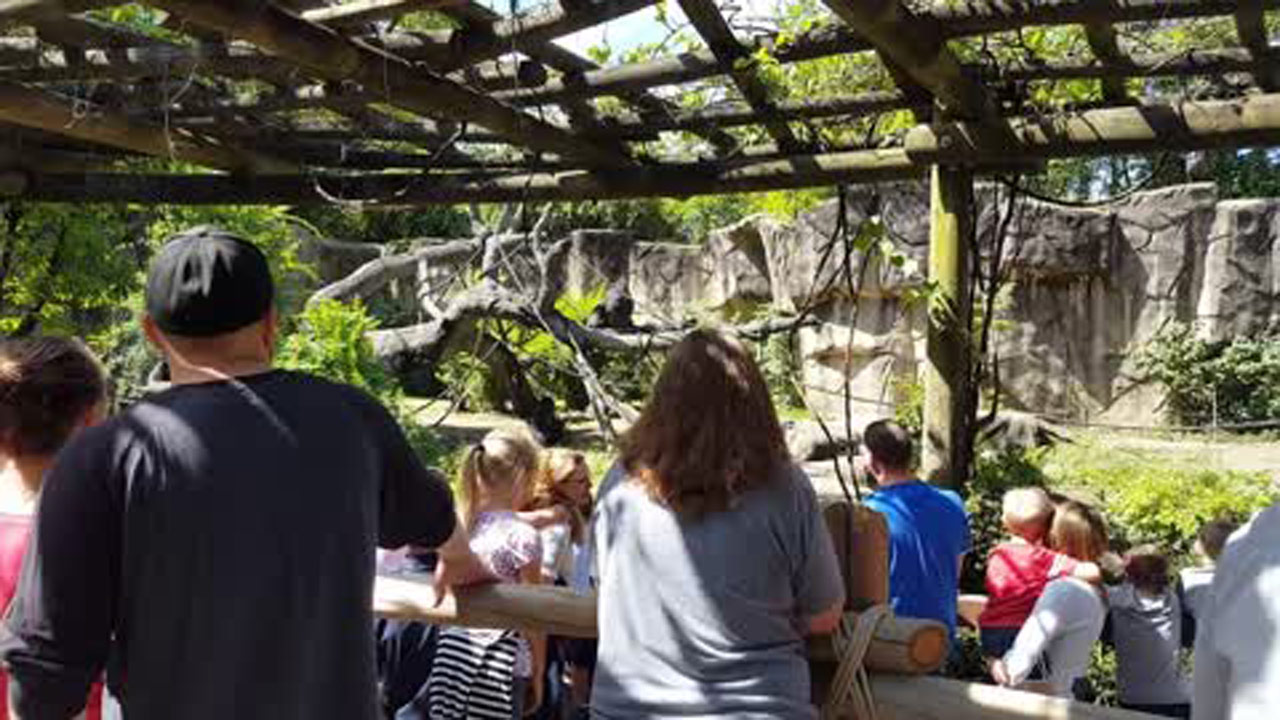 gorilla-exhibit_317323