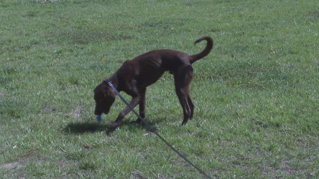 k9_317966