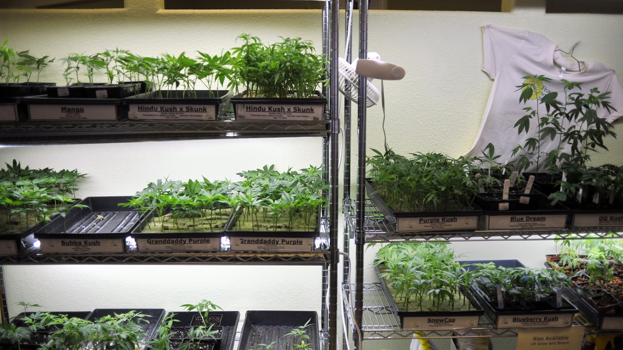Medical Marijuana Ohio_180391