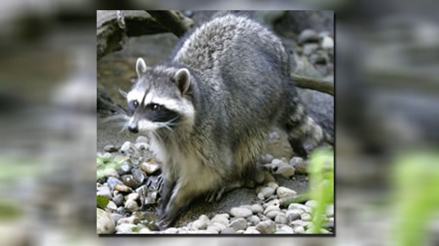 raccoon22_320984