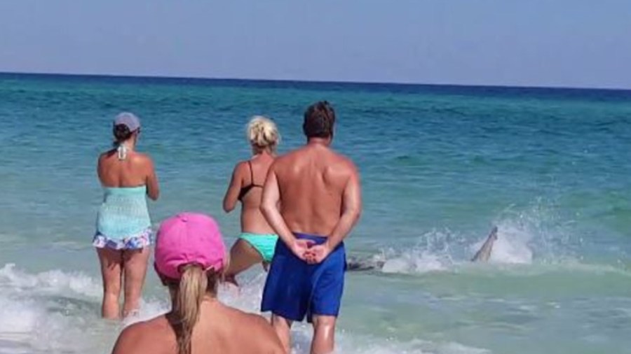 sharkweb_328958