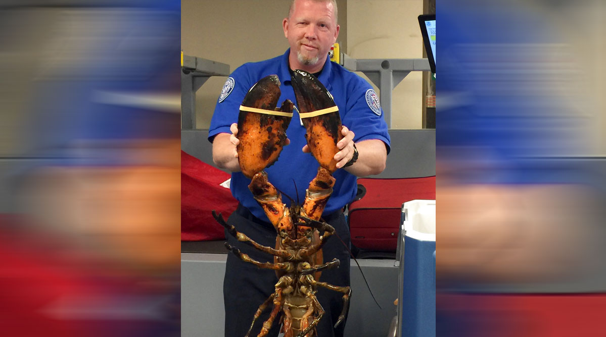 tsa-lobster_327311