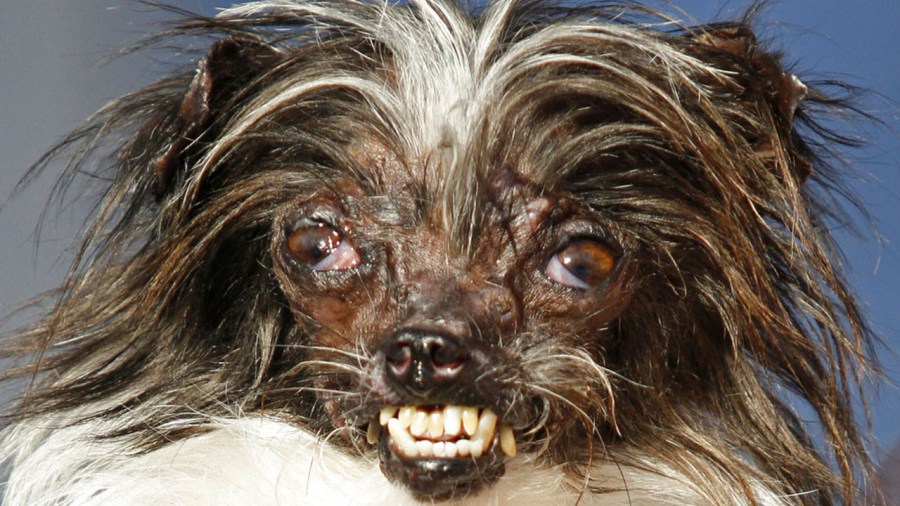 uglydogweb_325541