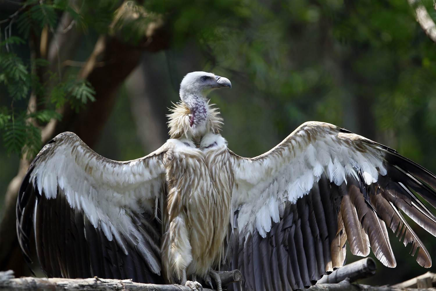 vulture_313173