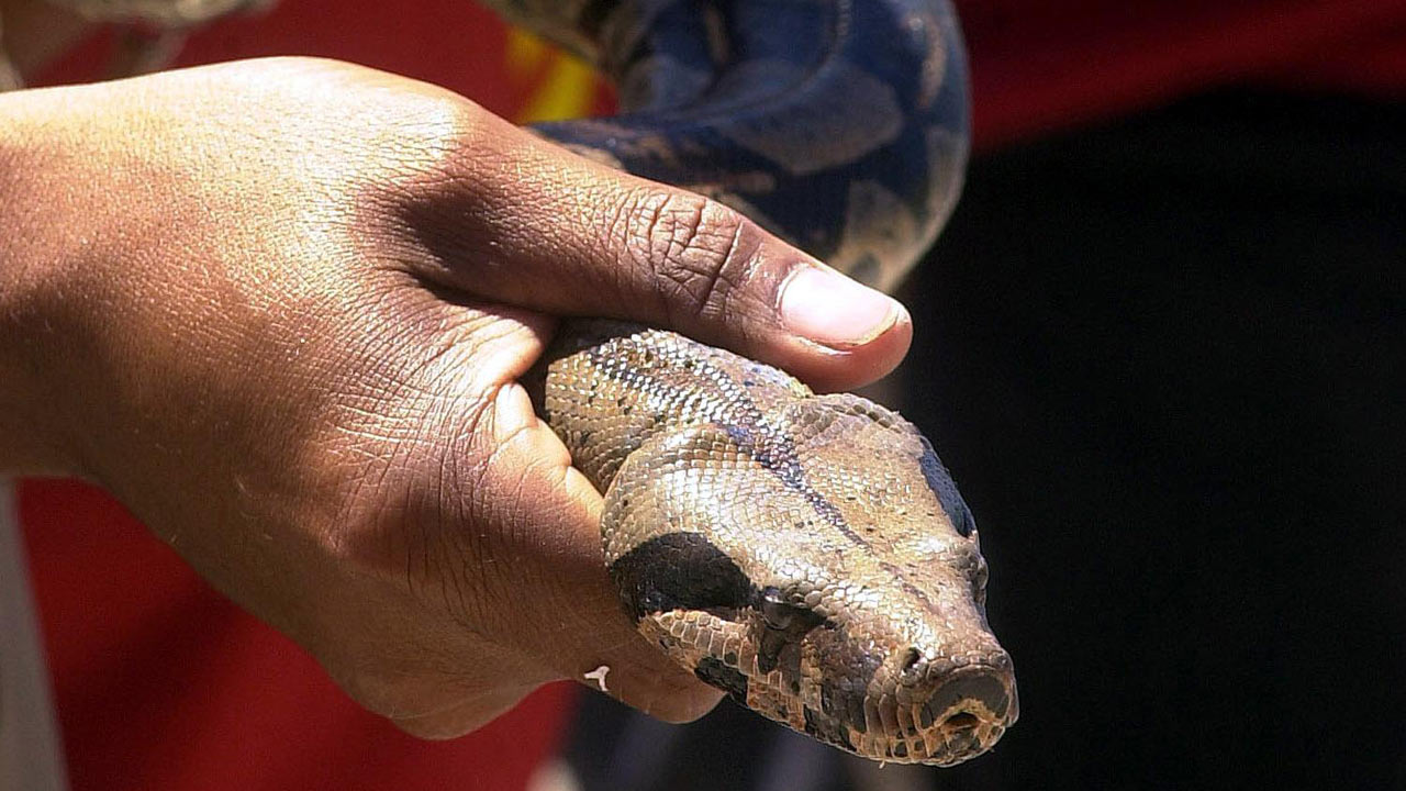 911 Call: Firefighters rescue Ohio woman entangled by boa constrictor