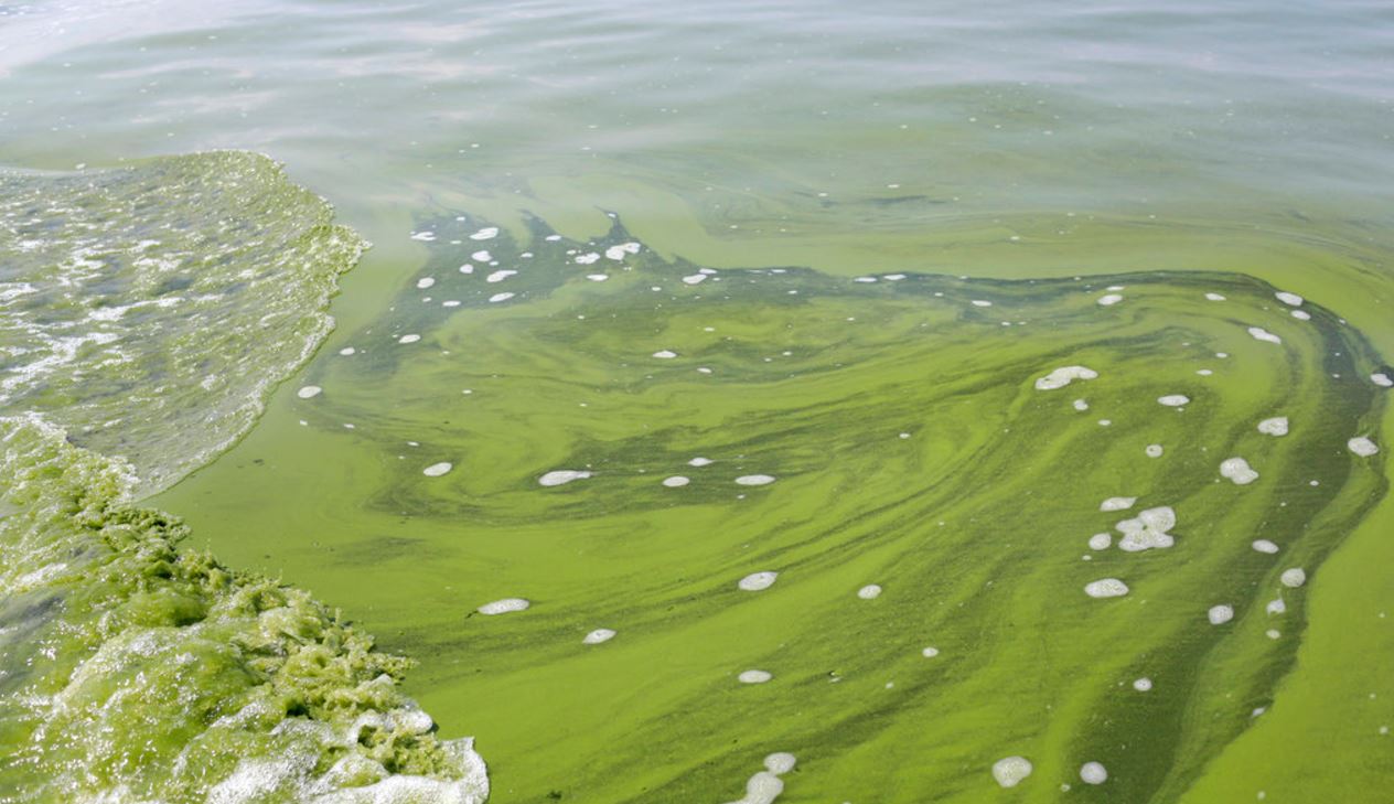 algae_336367